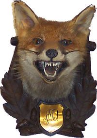 Fuchs.jpg